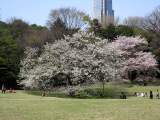 yoyogi/img_1429.jpg
