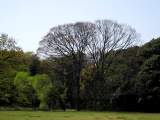 yoyogi/img_1451.jpg