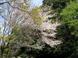 yoyogi/img_1454.jpg