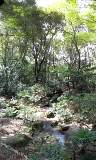 yoyogi/img_14601462.jpg