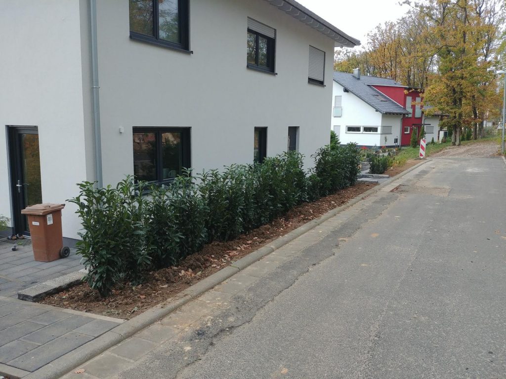 Kirschlorbeer und Stechpalme